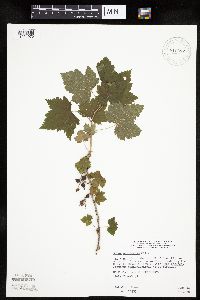 Ribes americanum image