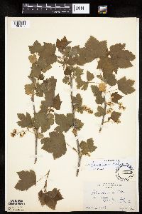 Ribes americanum image