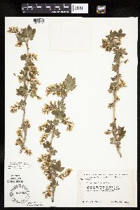 Ribes americanum image