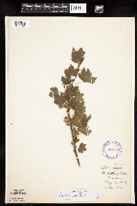 Ribes americanum image