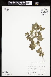 Ribes americanum image