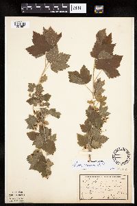 Ribes americanum image
