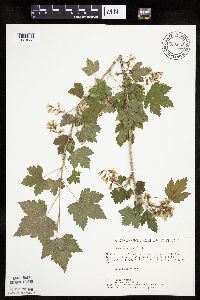 Ribes americanum image