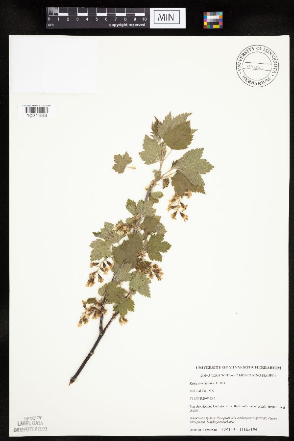 Ribes americanum image