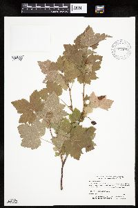 Ribes americanum image