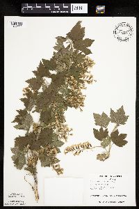 Ribes americanum image