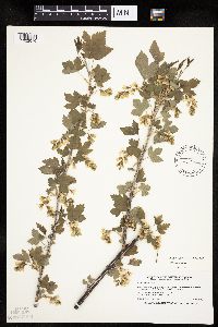 Ribes americanum image