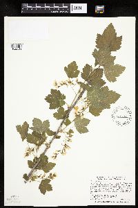 Ribes americanum image