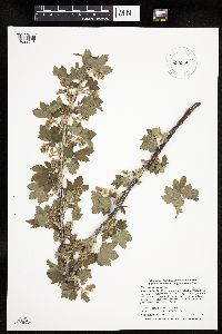 Ribes americanum image