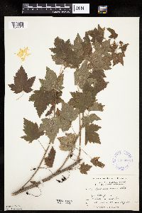 Ribes americanum image