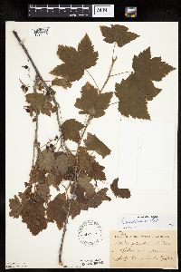 Ribes americanum image