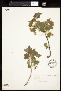 Ribes americanum image