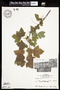 Ribes americanum image