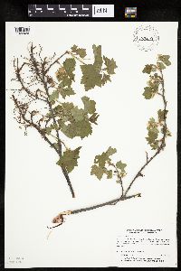 Ribes americanum image
