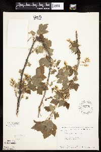 Ribes americanum image