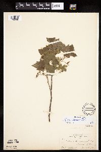 Ribes americanum image