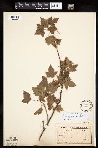 Ribes americanum image