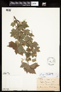 Ribes americanum image