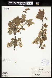 Ribes americanum image