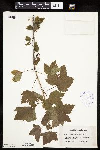 Ribes americanum image