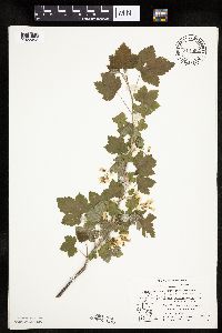 Ribes americanum image