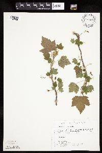 Ribes americanum image