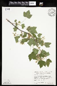 Ribes americanum image