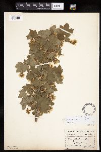 Ribes americanum image