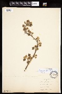 Ribes americanum image