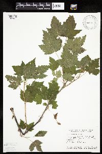 Ribes americanum image