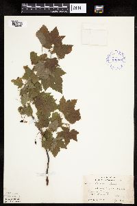 Ribes americanum image