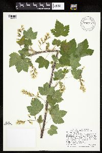 Ribes americanum image
