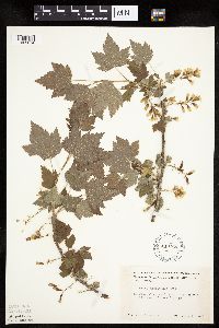 Ribes americanum image