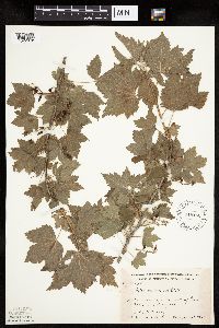 Ribes americanum image