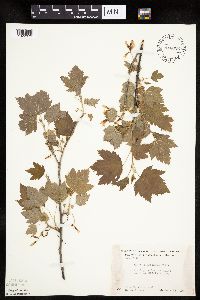 Ribes americanum image