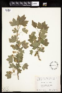 Ribes americanum image