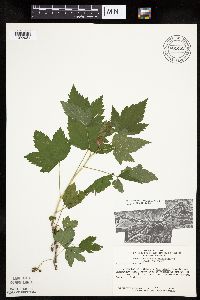Ribes americanum image