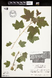 Ribes americanum image