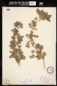 Ribes americanum image