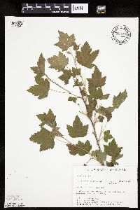 Ribes americanum image