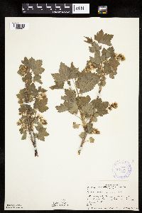 Ribes americanum image