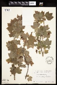 Ribes americanum image