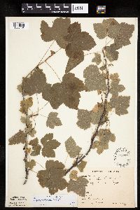 Ribes americanum image