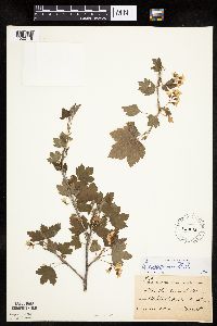 Ribes americanum image