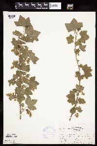 Ribes americanum image