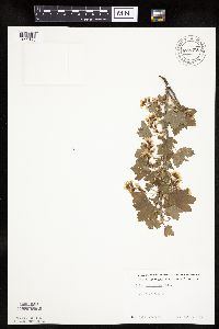 Ribes americanum image