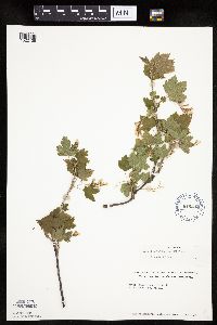 Ribes americanum image