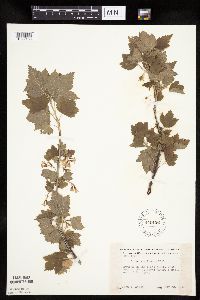 Ribes americanum image