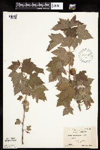 Ribes americanum image