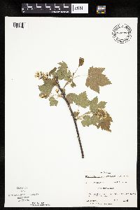 Ribes americanum image